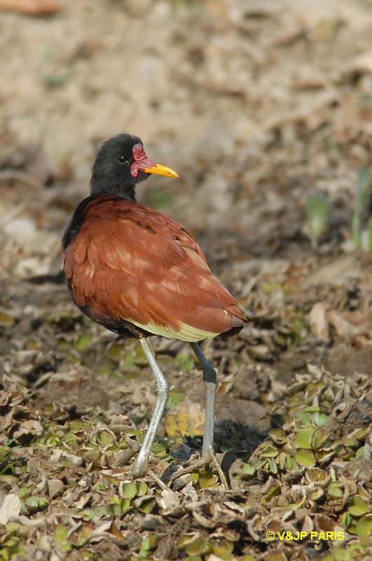 Jacana jacana