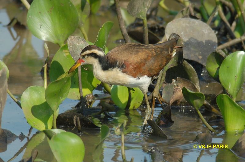 Jacana jacana