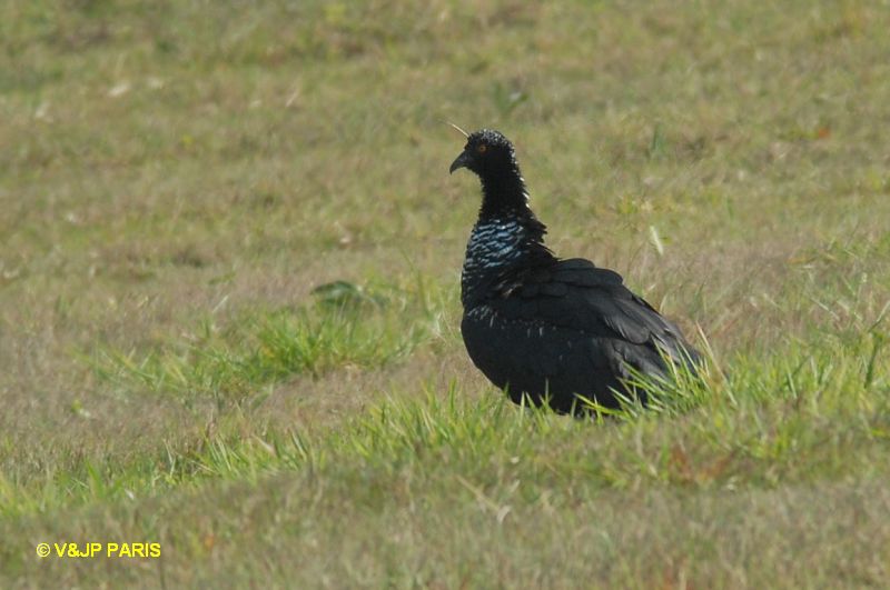 Anhima cornuta