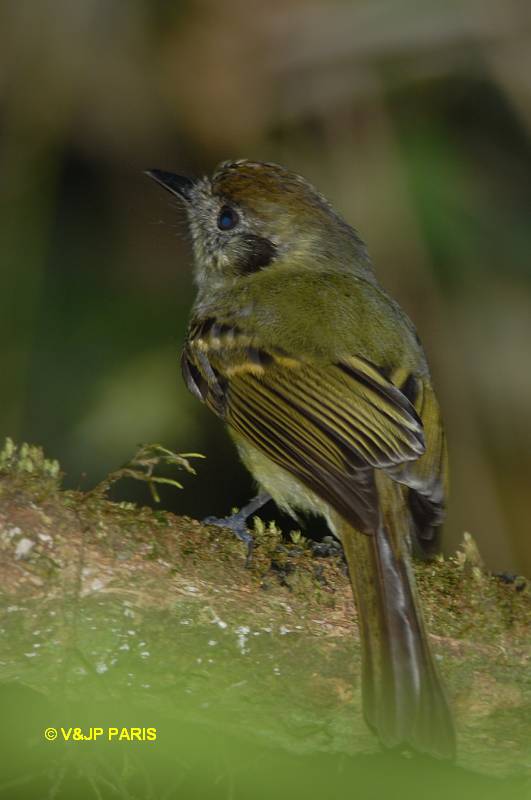Leptopogon amaurocephalus
