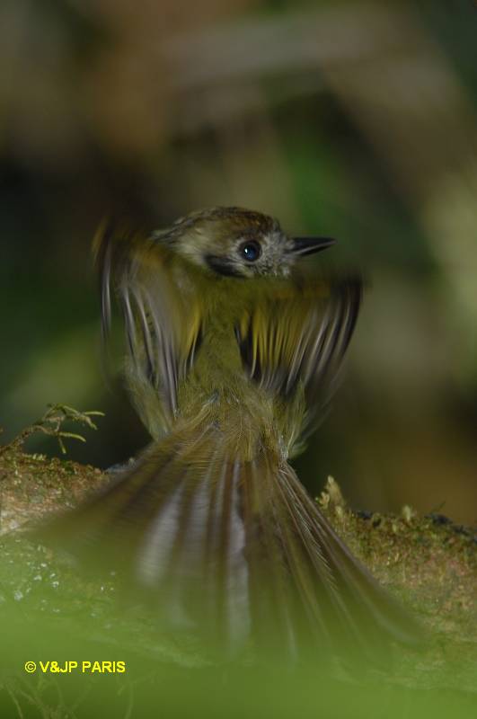 Leptopogon amaurocephalus