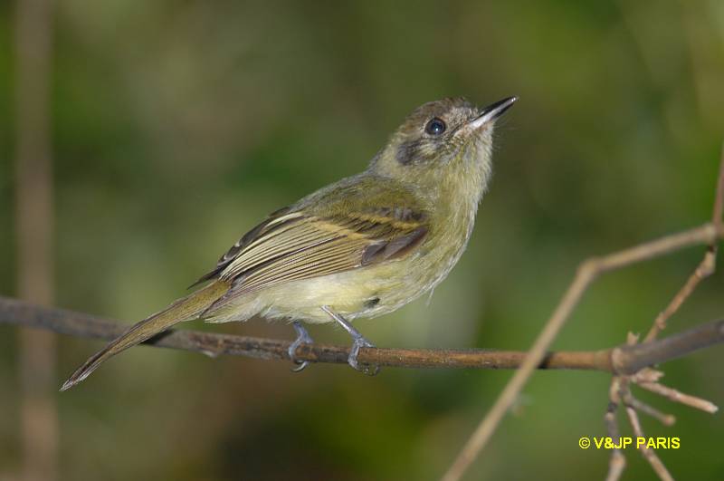 Leptopogon amaurocephalus