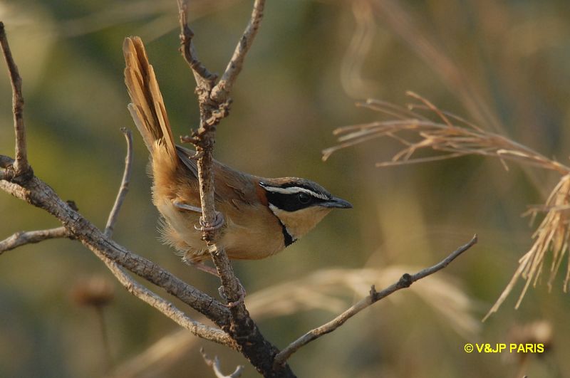 Melanopareia torquata