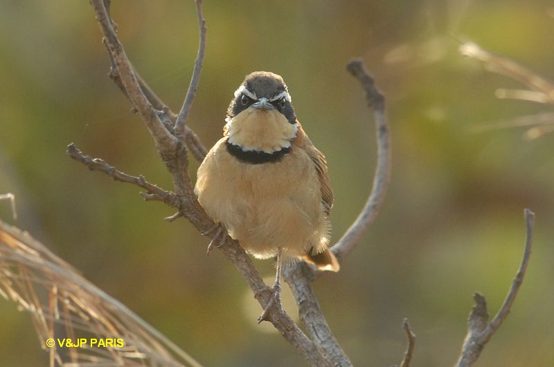 Melanopareia torquata
