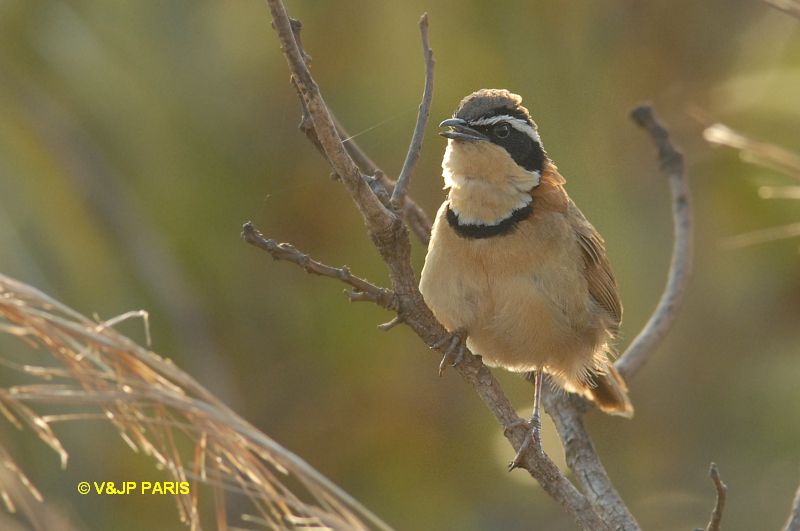 Melanopareia torquata
