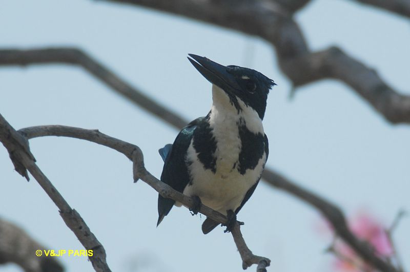 Chloroceryle amazona
