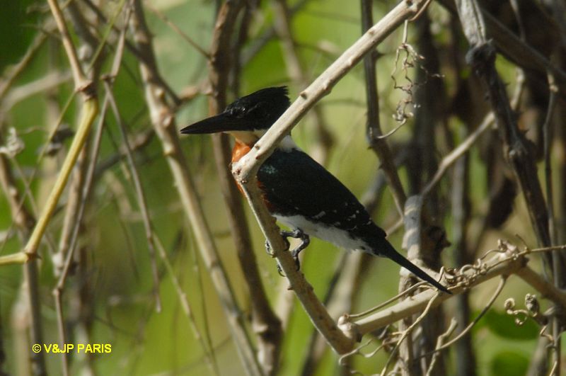 Chloroceryle amazona