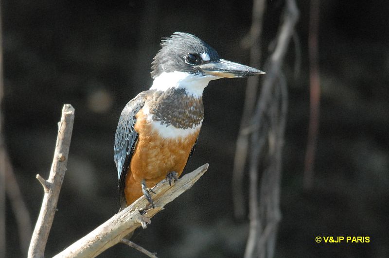 Megaceryle torquata