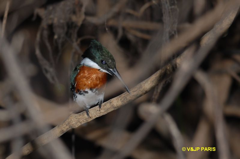 Chloroceryle americana