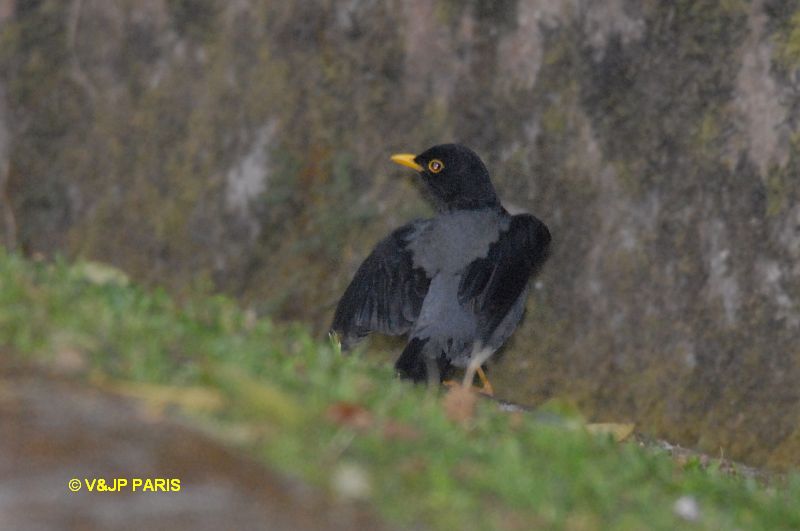 Turdus flavipes