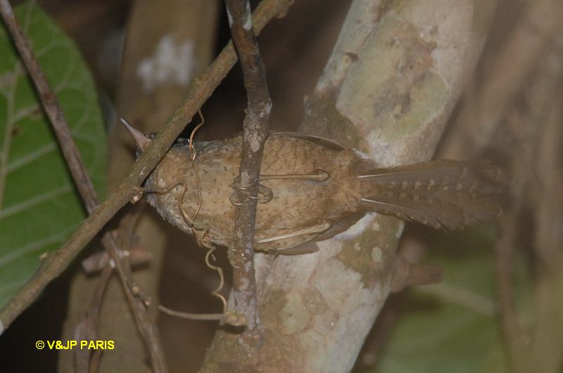 Psilorhamphus guttatus