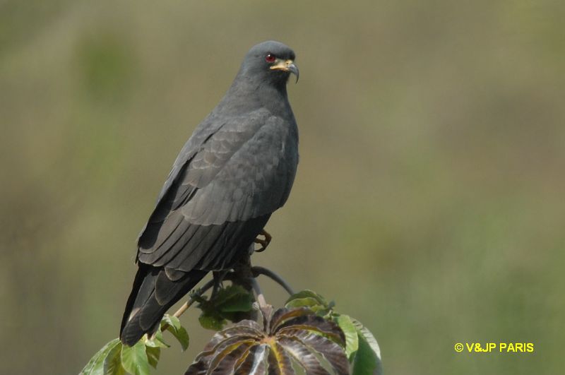 Rostrhamus sociabilis