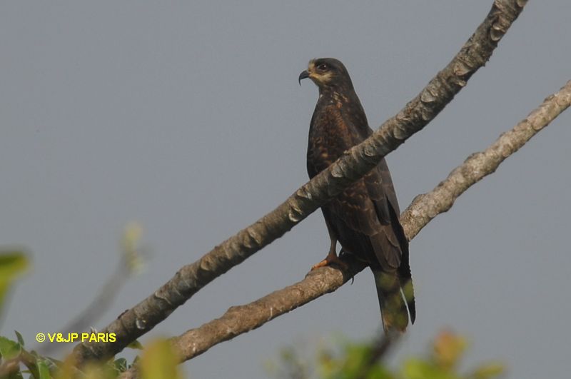 Rostrhamus sociabilis