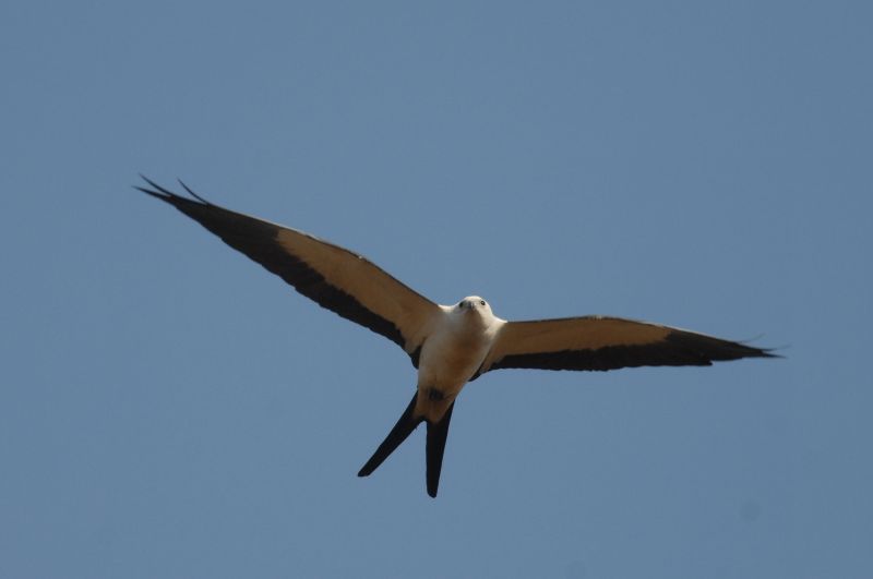 Elanoides forficatus