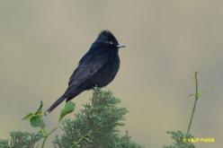 Velvety Black-Tyrant