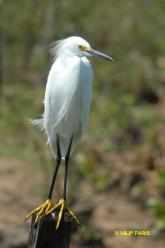 Aigrette neigeuse