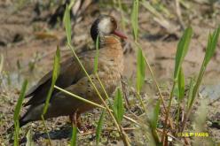 Canard amazonette