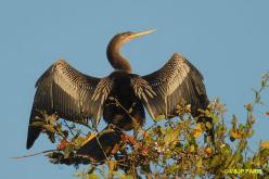 Anhinga d'Amérique