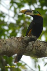 Toucanet de Gould