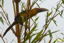 Toucan de Baillon