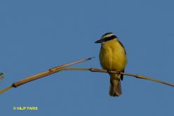Great Kiskadee