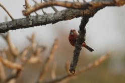 Red-crested Finch