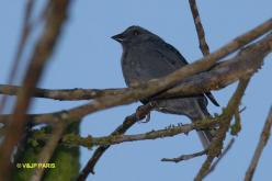 Uniform Finch