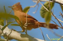 Rufous Cacholote