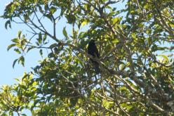 Golden-winged Cacique