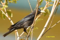 Red-rumped Cacique