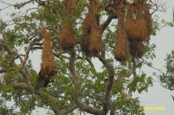 Crested Oropendola