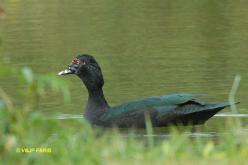Canard musqué
