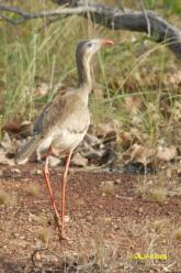 Cariama huppé