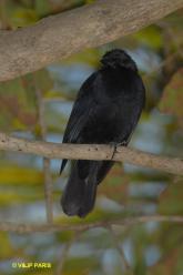 Chopi Blackbird