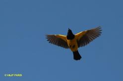 Yellow-rumped Marshbird
