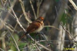 Rufous Casiornis