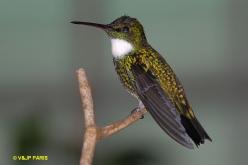 Colibri à gorge blanche