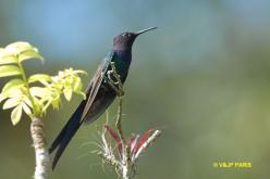 Colibri hirondelle