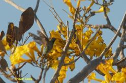 Colibri guaïnumbi