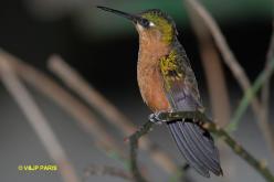 Colibri rubis-émeraude