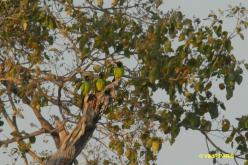 Conure nanday