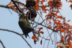 Conure de Vieillot
