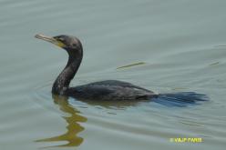 Cormoran vigua