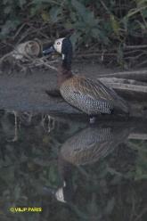 Dendrocygne veuf
