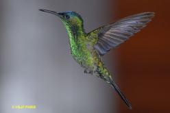 Dryade glaucope