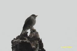Yellow-bellied Elaenia