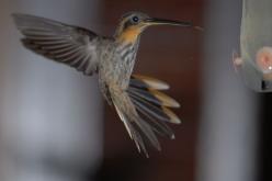 Colibri tacheté
