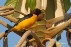 Purple-throated Euphonia