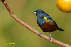 Chestnut-bellied Euphonia