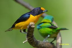 Violaceous Euphonia